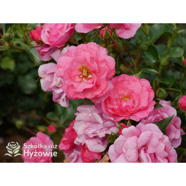 'Noatraum' - Róże Okrywowe - 