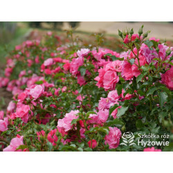 'Noatraum' - Róże Okrywowe - 