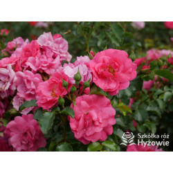 'Noatraum' - Róże Okrywowe - 