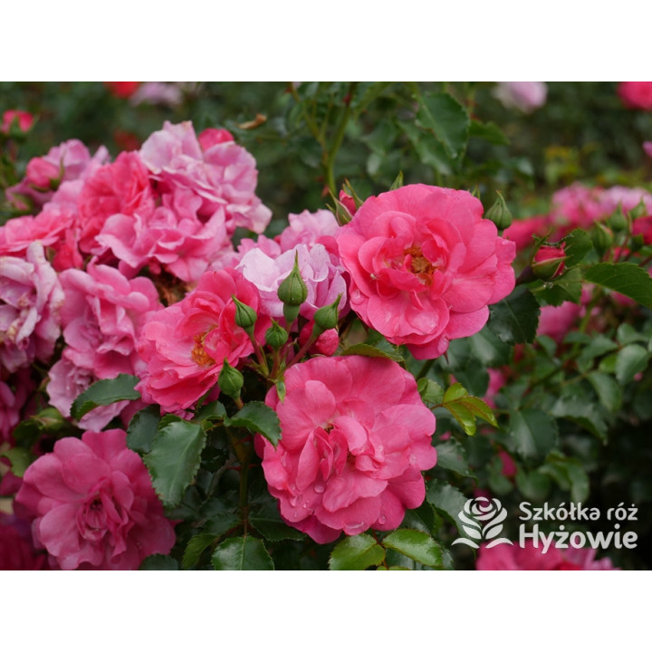 'Noatraum' - Róże Okrywowe - 