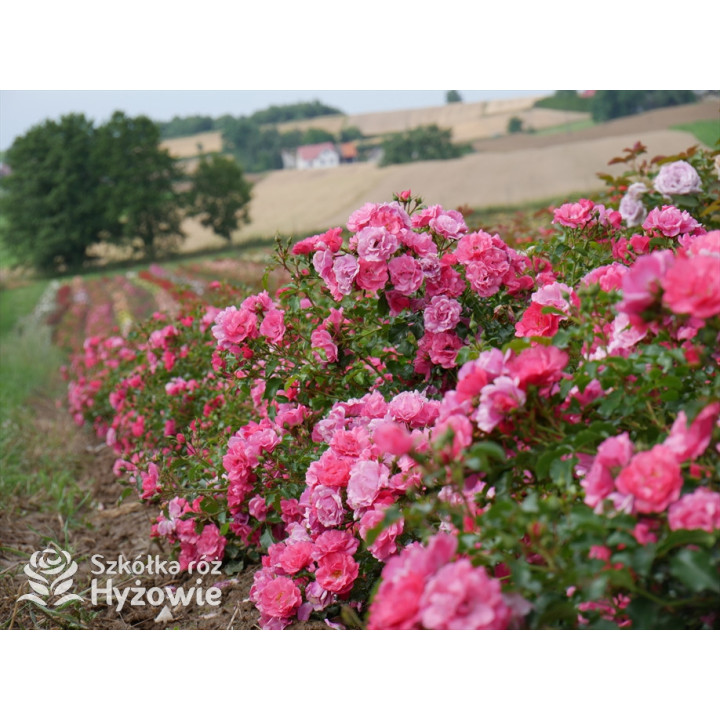 'Noatraum' - Róże Okrywowe - 