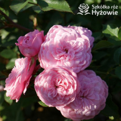 CPH Garden In Bloom™ - Róże Okrywowe -