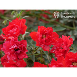 Lady in red™ - Róże Okrywowe - 