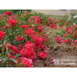 Lady in red™ - Róże Okrywowe - 