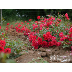 Lady in red™ - Róże Okrywowe - 