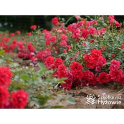 Lady in red™ - Róże Okrywowe - 