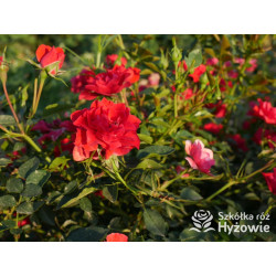 Lady in red™ - Róże Okrywowe - 