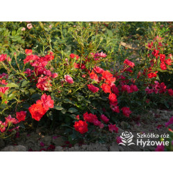 Lady in red™ - Róże Okrywowe - 