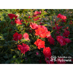 Lady in red™ - Róże Okrywowe - 