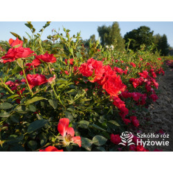 Lady in red™ - Róże Okrywowe - 