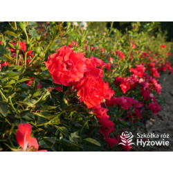 Lady in red™ - Róże Okrywowe - 