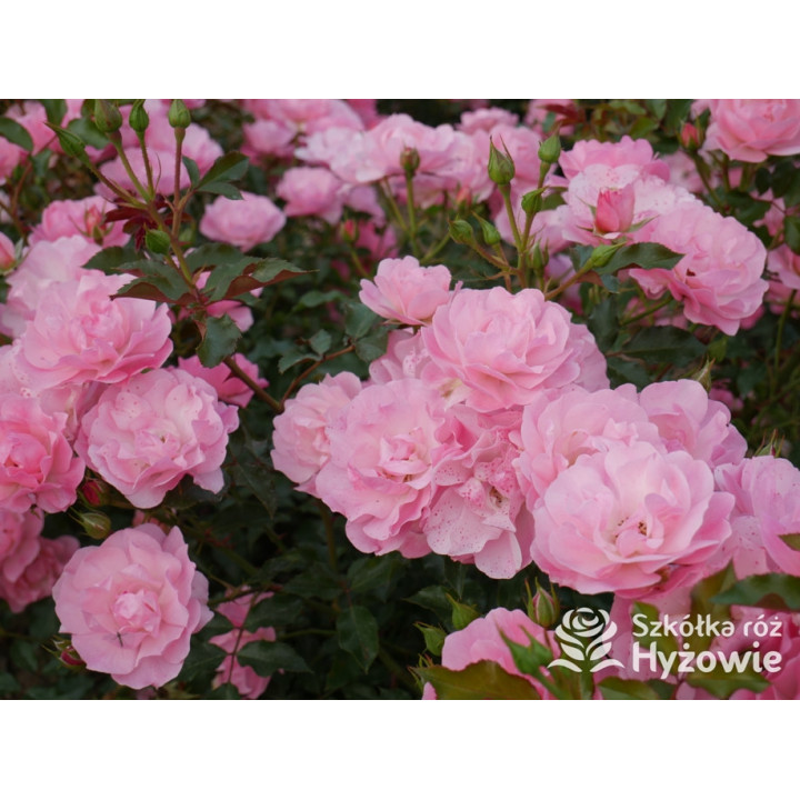 Maxi Vita® - Róże Rabatowe - 