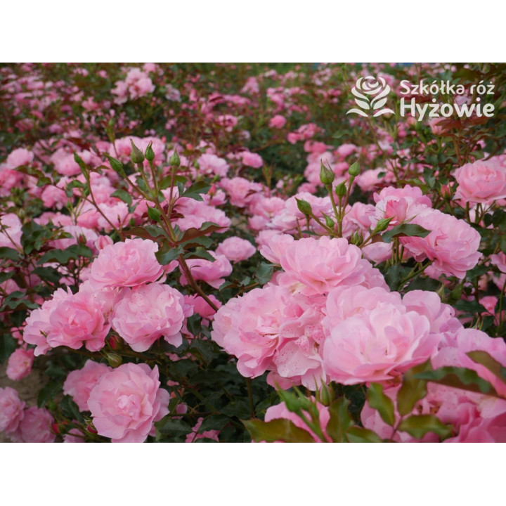 Maxi Vita® - Róże Rabatowe - 