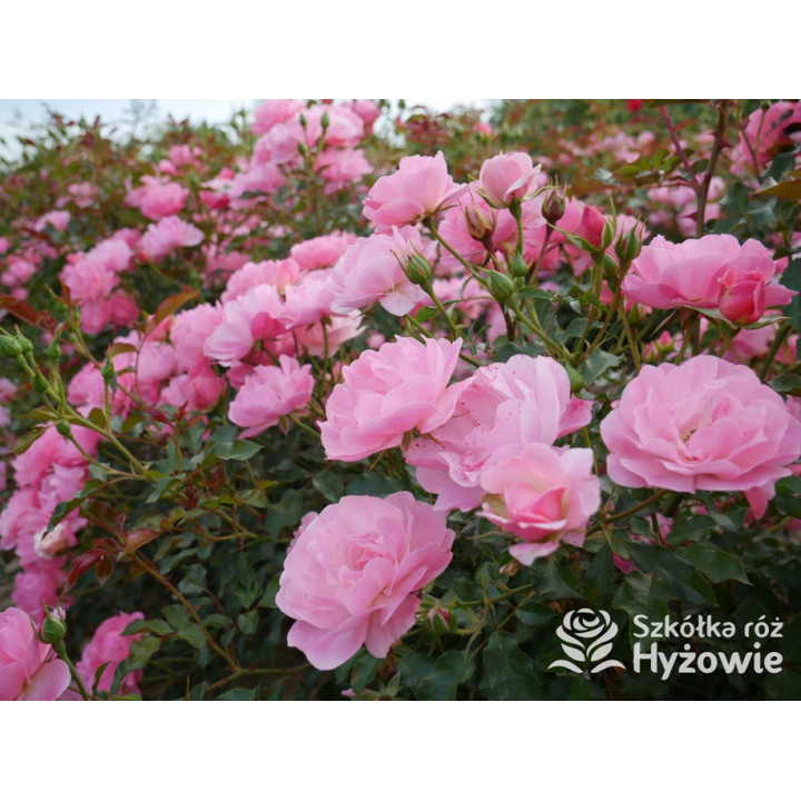 Maxi Vita® - Róże Rabatowe - 