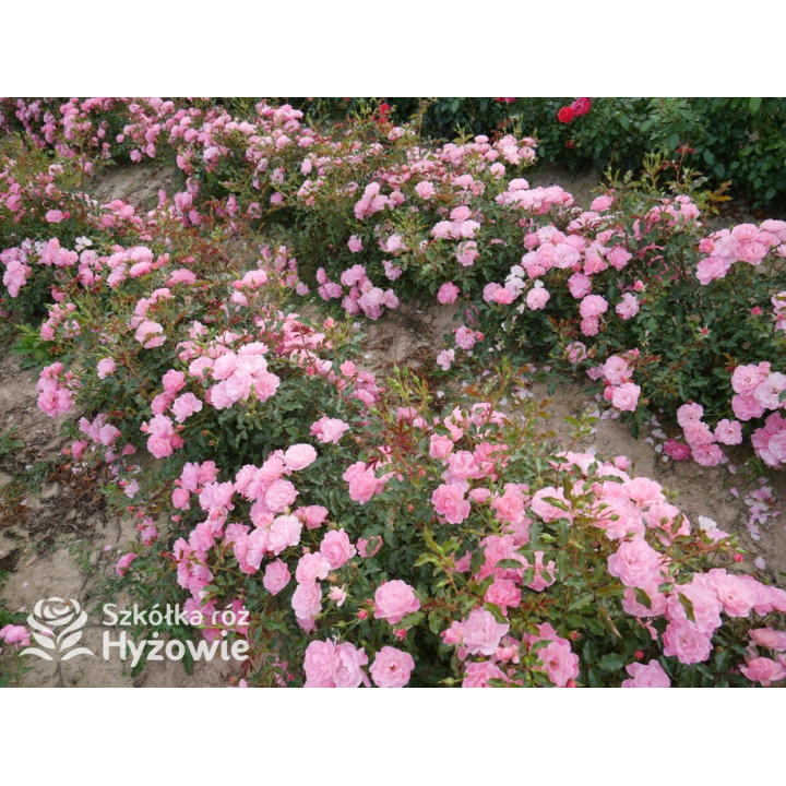 Maxi Vita® - Róże Rabatowe - 