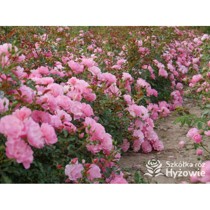 Maxi Vita® - Róże Rabatowe - 