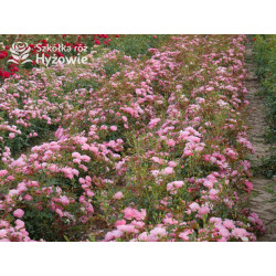 Maxi Vita® - Róże Rabatowe - 