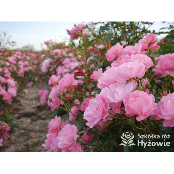 Maxi Vita® - Róże Rabatowe - 