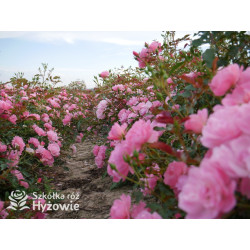 Maxi Vita® - Róże Rabatowe - 