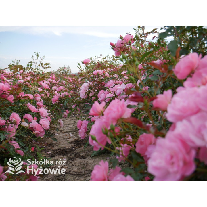 Maxi Vita® - Róże Rabatowe - 