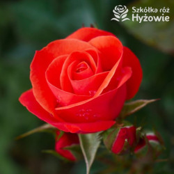 Sweet Garden Party™ - Róże Rabatowe -
