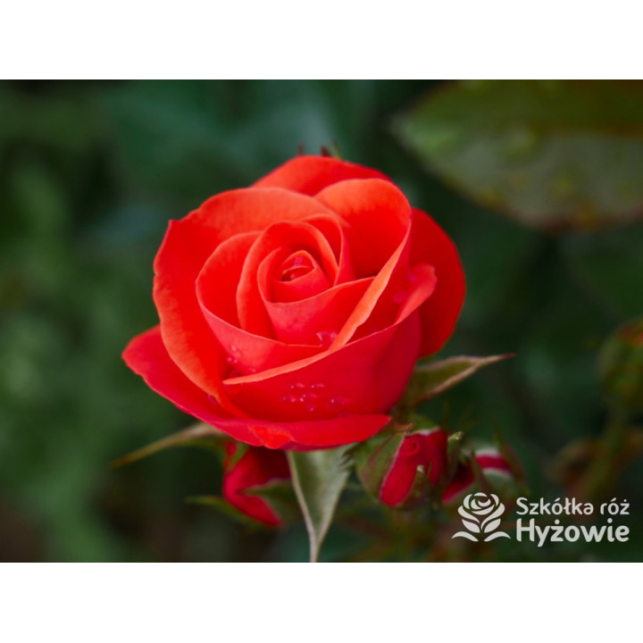 Sweet Garden Party™ - Róże Rabatowe - 