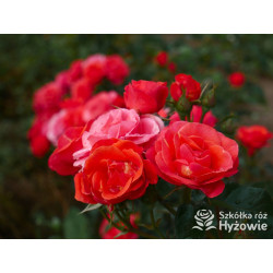 Sweet Garden Party™ - Róże Rabatowe - 