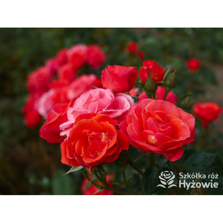 Sweet Garden Party™ - Róże Rabatowe - 