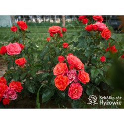 Sweet Garden Party™ - Róże Rabatowe - 