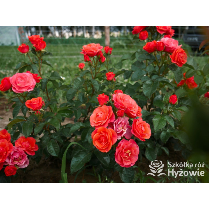 Sweet Garden Party™ - Róże Rabatowe - 