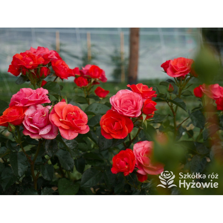 Sweet Garden Party™ - Róże Rabatowe - 