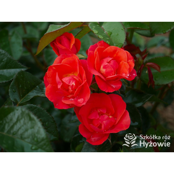 Sweet Garden Party™ - Róże Rabatowe - 