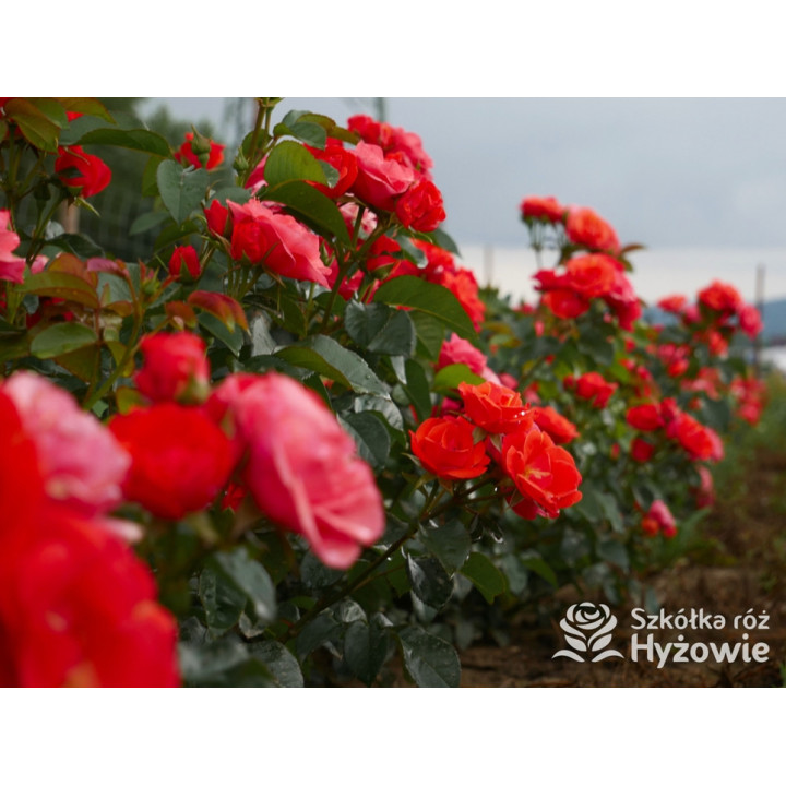 Sweet Garden Party™ - Róże Rabatowe - 