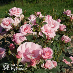 Sweet Love Forever™ - Róże Rabatowe -