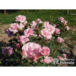 Sweet Love Forever™ - Róże Rabatowe - 