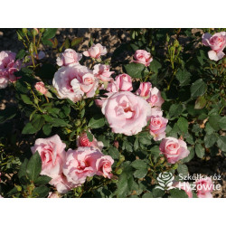 Sweet Love Forever™ - Róże Rabatowe - 