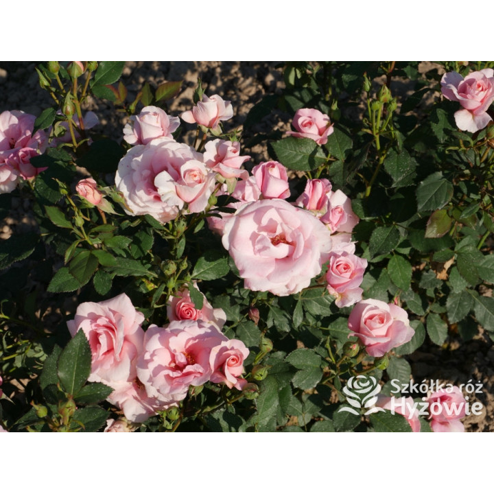 Sweet Love Forever™ - Róże Rabatowe - 