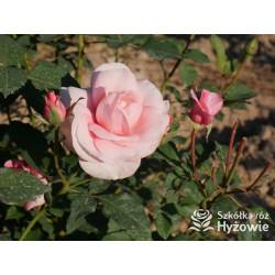 Sweet Love Forever™ - Róże Rabatowe - 