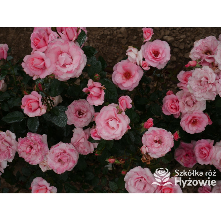 Sweet Love Forever™ - Róże Rabatowe - 