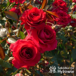 Sweet Love of Mine™ - Róże Rabatowe -
