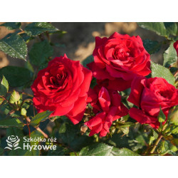 Sweet Love of Mine™ - Róże Rabatowe - 