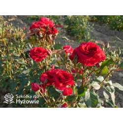 Sweet Love of Mine™ - Róże Rabatowe - 