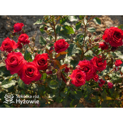 Sweet Love of Mine™ - Róże Rabatowe - 