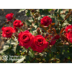 Sweet Love of Mine™ - Róże Rabatowe - 