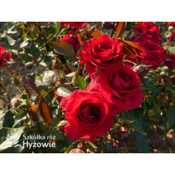 Sweet Love of Mine™ - Róże Rabatowe - 