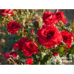 Sweet Love of Mine™ - Róże Rabatowe - 