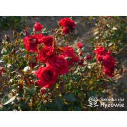 Sweet Love of Mine™ - Róże Rabatowe - 