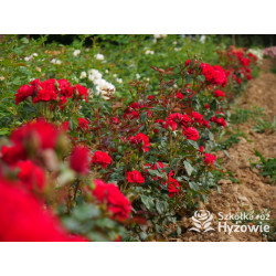 Sweet Love of Mine™ - Róże Rabatowe - 