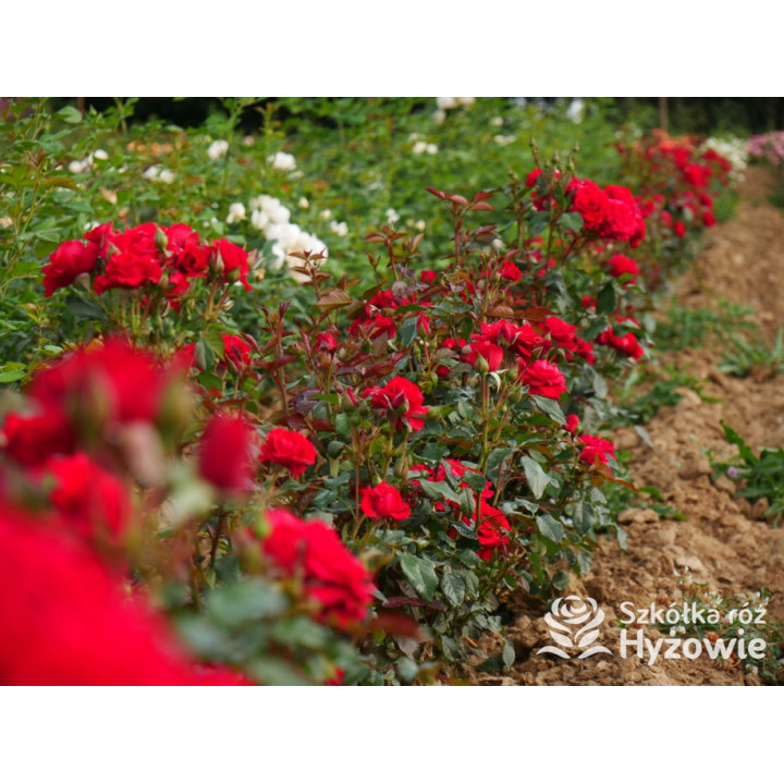 Sweet Love of Mine™ - Róże Rabatowe - 