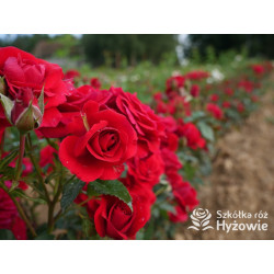 Sweet Love of Mine™ - Róże Rabatowe - 